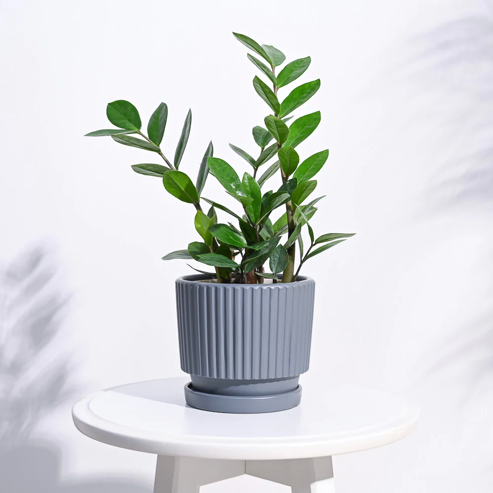 AImagewithplant_38e97c9d-a14d-45b8-8f4e-7bc25e39fd51