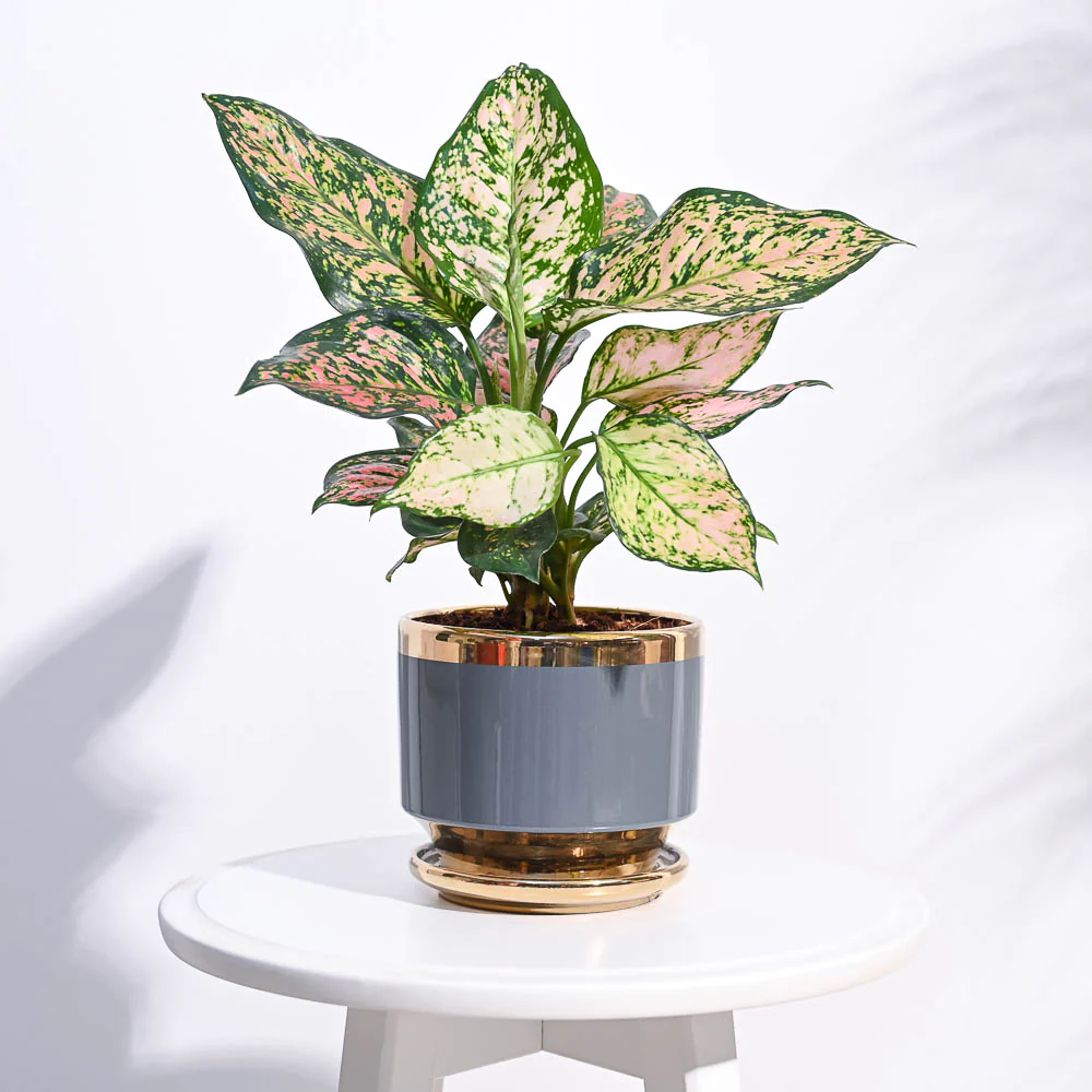 AImagewithplant_df4335c5-77d3-4b89-940b-ff42e2db7f4f