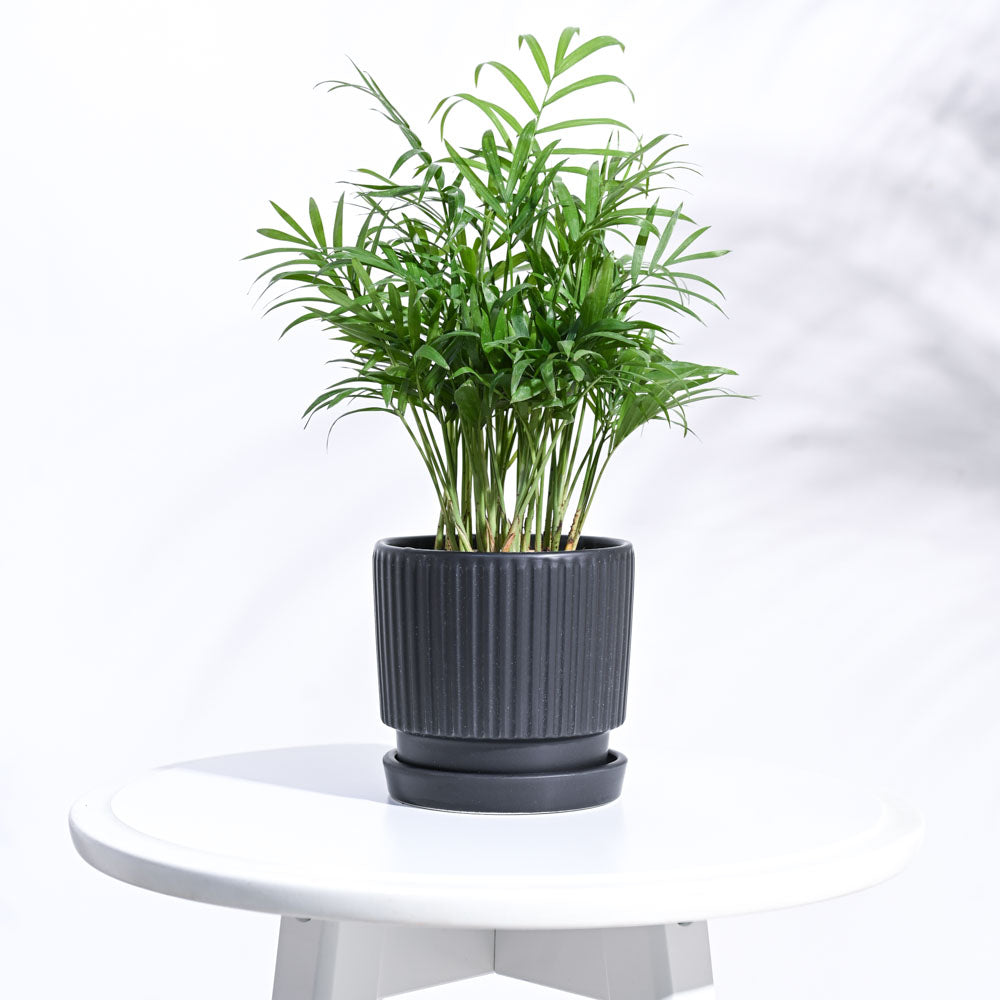 black-roma-ceramic-pot-32908048793732