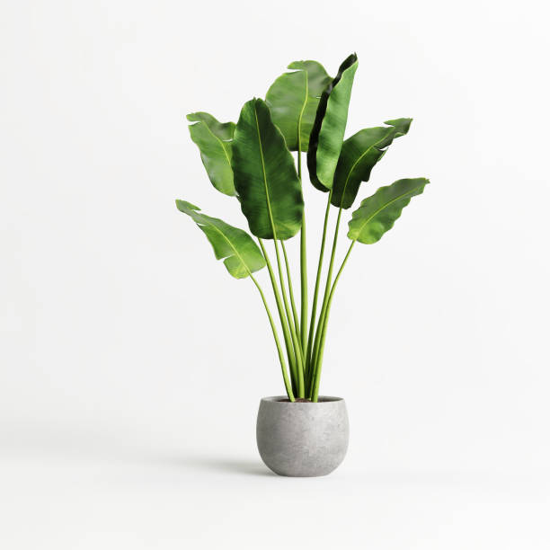 Potted banana plant isolated on white background Potted banana plant isolated