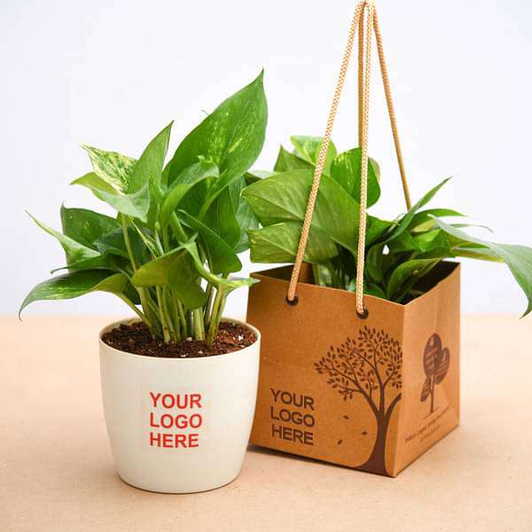 nurserylive-bulk-gifts-money-plant-green-gift-pack-16970289643660_600x600 nurserylive-bulk-gifts-money-plant-green-gift-pack-16970289643660_600x600